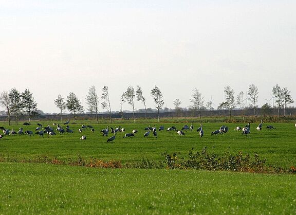 Foto Kraniche im Vehnemoor